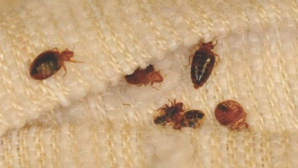 How to Get Rid of Pests in Nairobi